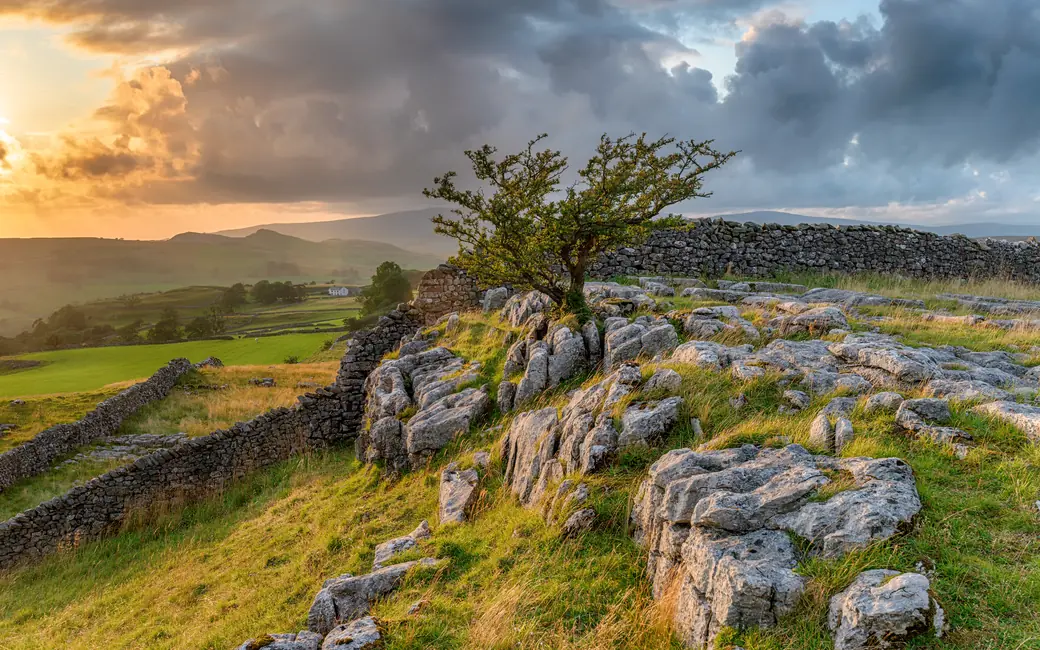 A wind-shaped hawthorn on a Yorkshire Dales limestone pavement, drystone walls running down into the dale