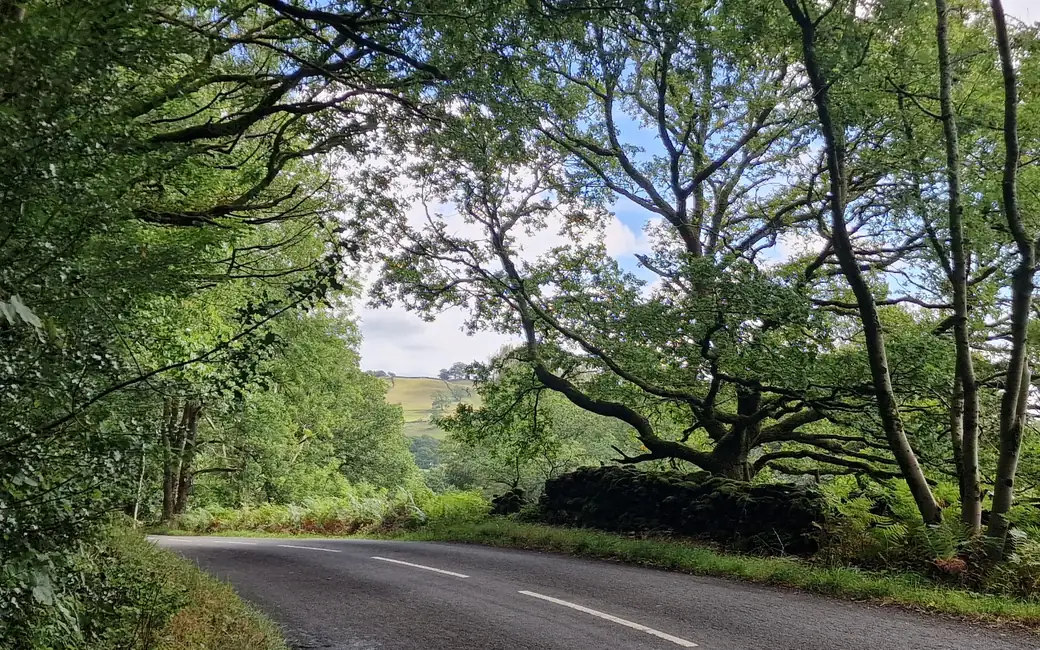 A quiet tree-lined lane curving past an old oak and mossy drystone wall near Crook, with farmland on the hillside beyond