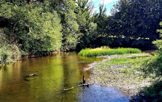 The River Gilpin running slow and green between wooded banks, with a shingle bar and reed island on the far side