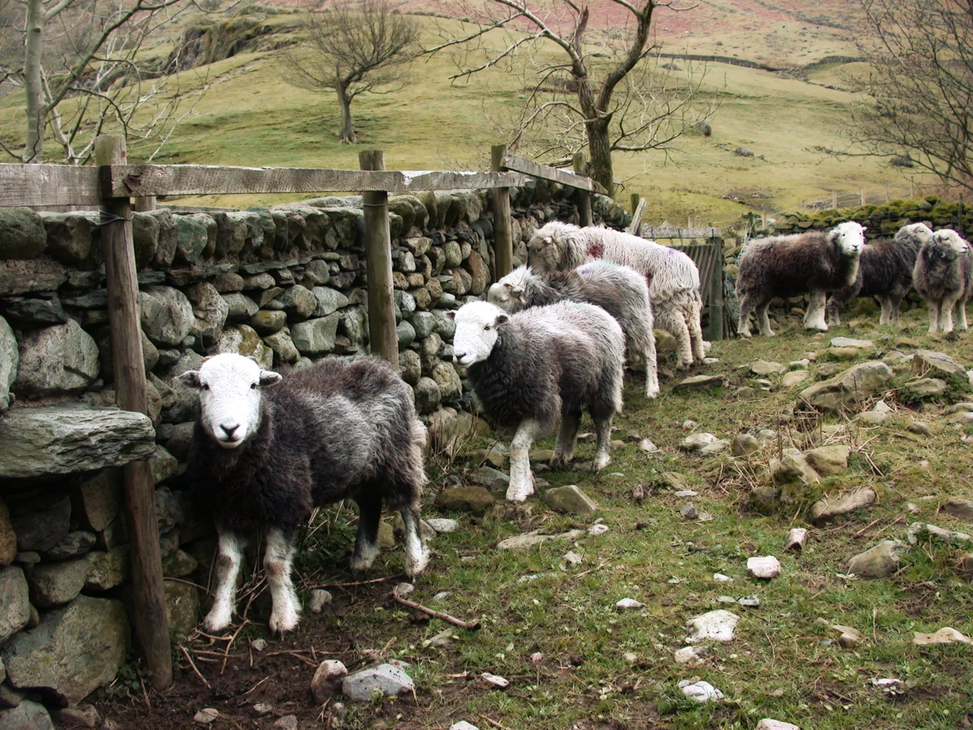 A flock of Herdwick sheep at a Lake District gate