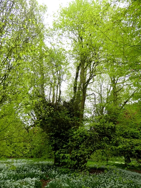 The Great Holker Lime