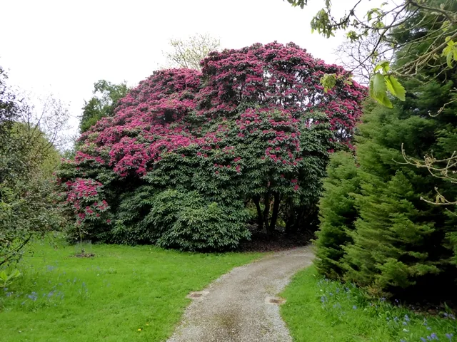A great rhododendron in flower in Holker Park