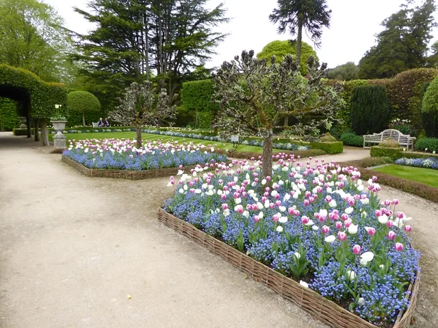 Tulips and forget-me-nots in the Summer Garden