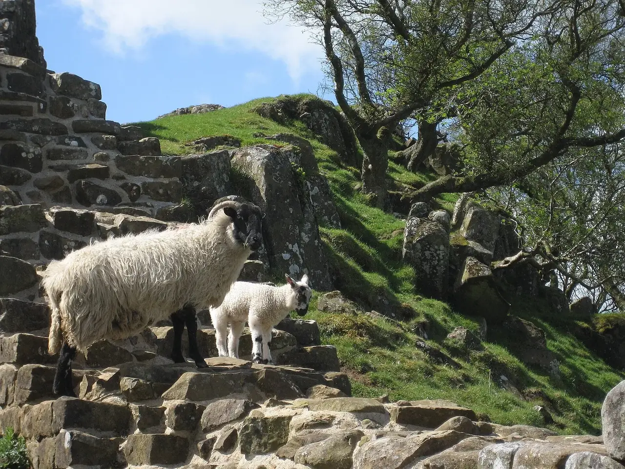 A ewe and her lamb standing on the stones of Hadrian's Wall