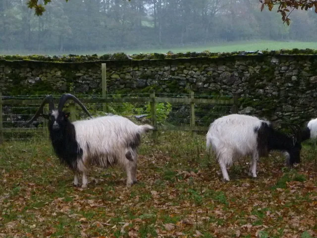 Bagot goats in Levens Park